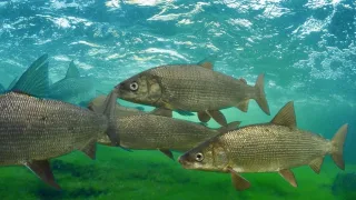 Сиг (лат. Coregonus)