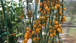 Как выращивать томаты черри?