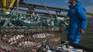 Производство рыбной продукции в стране выросло на %