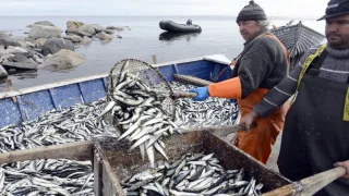 Российские рыбаки продолжают успешный промысел иваси и скумбрии на Дальнем Востоке