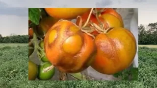 Какие существуют болезни у томатов и способы борьбы с ними