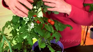 Как выращивать томаты в домашних условиях на подоконнике?