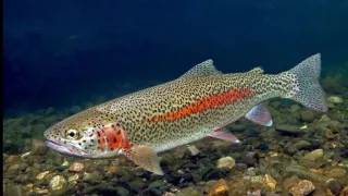 Микижа, или радужная форель (лат. Oncorhynchus mykiss)