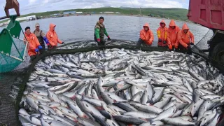 Добыча лосося в России в этом году выросла почти в два раза по сравнению с прошлым
