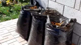 Самый эффективный компост из опавших листьев