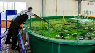 Российские рыбоводные заводы переходят на отечественные корма