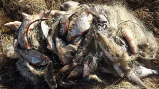Пойманы с поличным