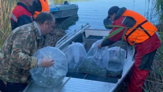 В акваторию Куршского залива Балтийского моря выпущено более 250 тыс. штук молоди сига