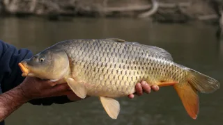 Сазан или обыкновенный карп (лат. Cyprinus carpio)