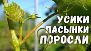 Пасынки, усики и поросли на винограде - удалять их или нет?