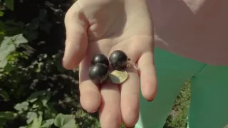 Секреты выращивания смородины