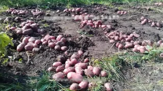 Когда убирать картофель