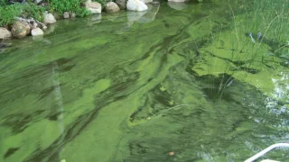 Рыбалка в период когда зацвела вода