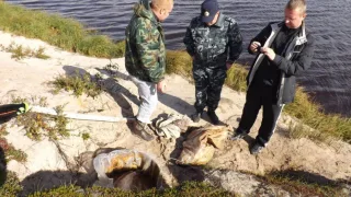 В самаре лютуют браконьеры