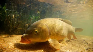 Сазан, или обыкновенный карп (лат. Cyprinus carpio)