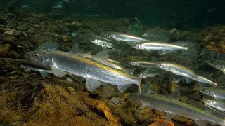 Корюшка, или снеток (лат. Osmerus eperlanus)
