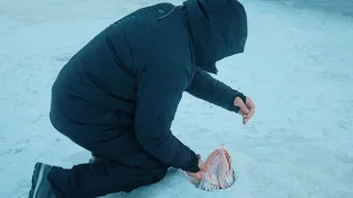 Зимняя рыбалка на вибы, ловим судака на Финском часть 2