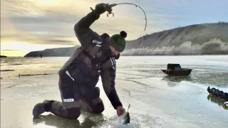 Матёрые судаки с трудом входят в лунку! Первый лед на реке Дон