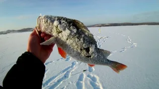 ШОК !!! ПОЛУКИЛОГРАММОВЫЕ ОКУНИ НА БЛЕСНУ В ГЛУХОЗИМЬЕ !!! СУПЕР РЫБАЛКА !!!