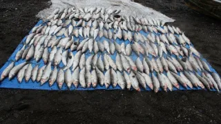 В Красноярском крае суд вынес приговор браконьерам, незаконно выловившим более 230 омулей