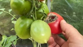 Как спасти свой урожай томатов от гусеницы совки?