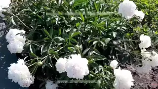 Пионы - как ухаживать за пионами круглый год