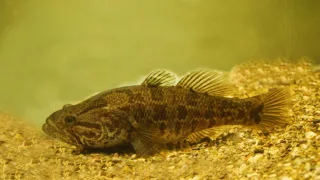 Головешка-ротан, или ротан, или головешка, или травянка (лат. Perccottus glenii)