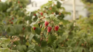 Высадка ремонтантной малины осенью