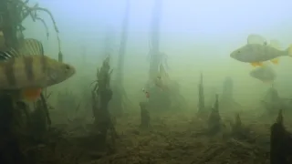 Ловля окуня со льда в глухозимье