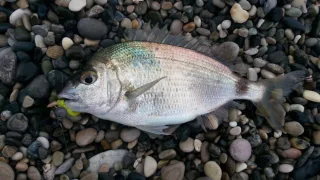 Ласкирь, или морской карась (лат. Diplodus annularis)