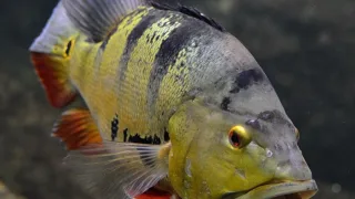 Большеротый окунь, или форелеокунь (лат. Micropterus salmoides)