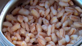 Как сварить перловку для насадки на крючок?