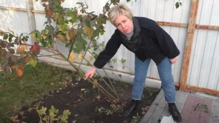Как правильно обрезать ежевику под зиму?