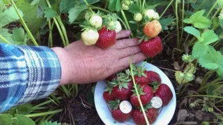 Эффективная подкормка и средство от вредителей для клубники