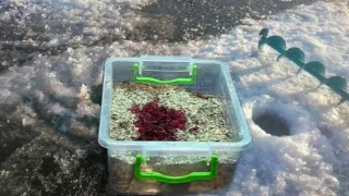 Какие насадки и прикормки использовать для зимней рыбалки
