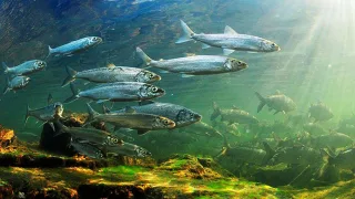 Омуль или арктический омуль (лат. Coregonus autumnalis)