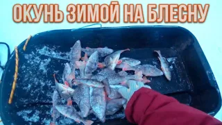 Окунь зимой на блесну. Как раскачать окуня и какая блесна работала?