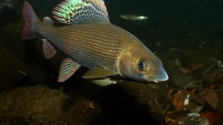 Хариусы (лат. Thymallus)