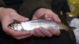 Сибирская ряпушка (лат. Coregonus sardinella)