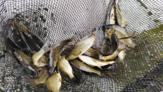 Более 100 тысяч молоди сазана выпущено в Пестовское водохранилище Московской области