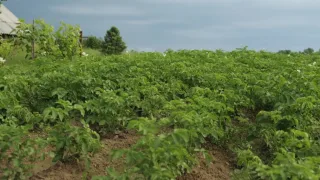 Что делать с почвой после уборки картофеля