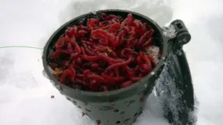 Как добавлять мотыля в кормушку?