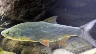 Жерех (лат. Aspius aspius)