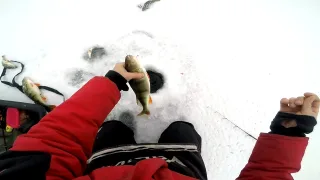 Как и на что ловить крупного окуня со льда?