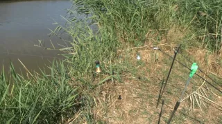 Простая РЫБАЛКА по - быстрому, КОЛОКОЛЬЧИКИ молчат, зародыши клюют на ПОПЛАВОК