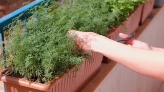 Как посеять укроп – авторская технология