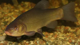 Линь (лат. Tinca tinca)
