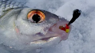 Как начать ловить на мормышку - инструкция для новичков.