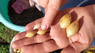 Секреты посадки лука под зиму