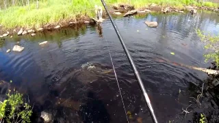 Речка по колено, а бойких щук и окуней много.